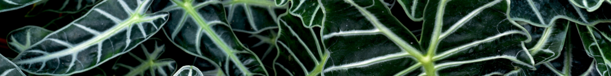 Alocasia Alocasia