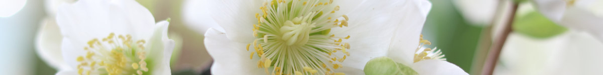 Helleborus Helleborus