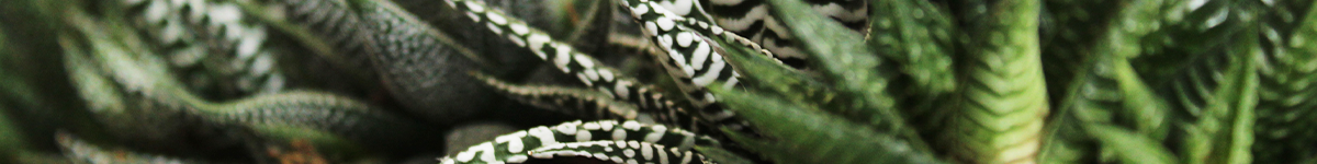 Haworthia Haworthia