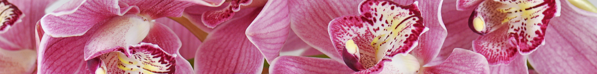 Cymbidium Cymbidium