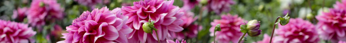 Dahlia Dahlia