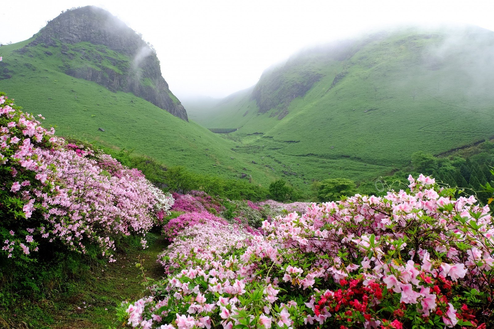 Azalea Azalea