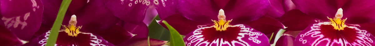 Miltonia Miltonia