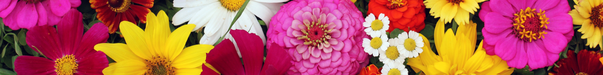 Cut flowers Cut flowers