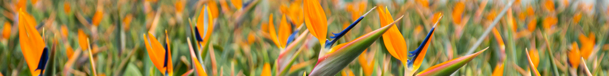 Strelitzia Strelitzia